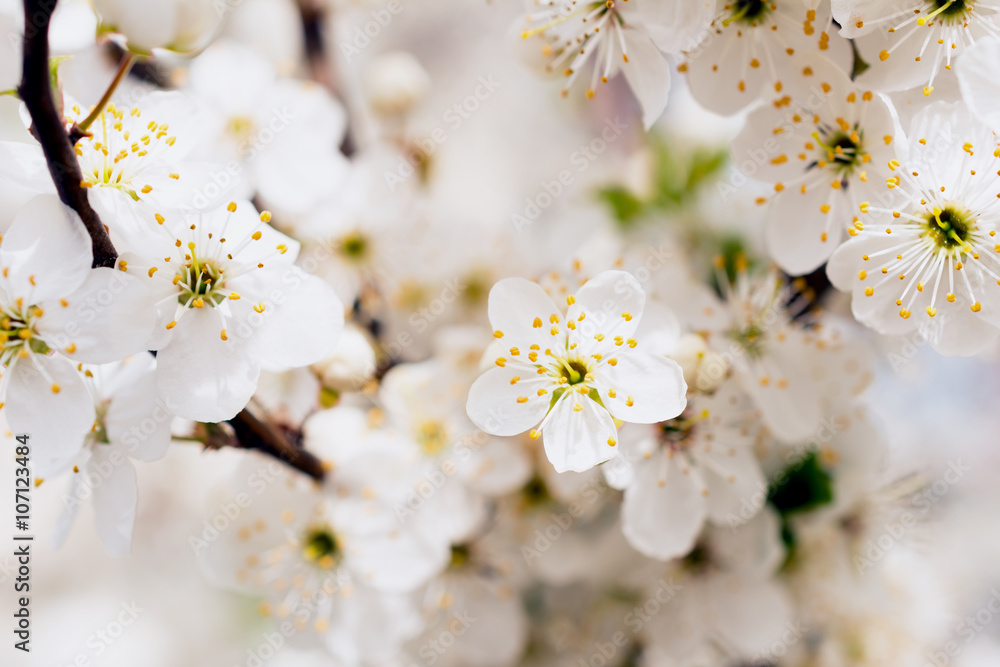 Fresh spring branches of cherry tree with flowers, natural floral seasonal background