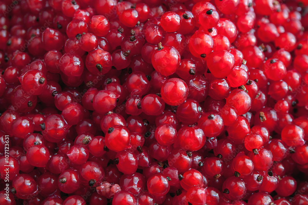 red currant red currant