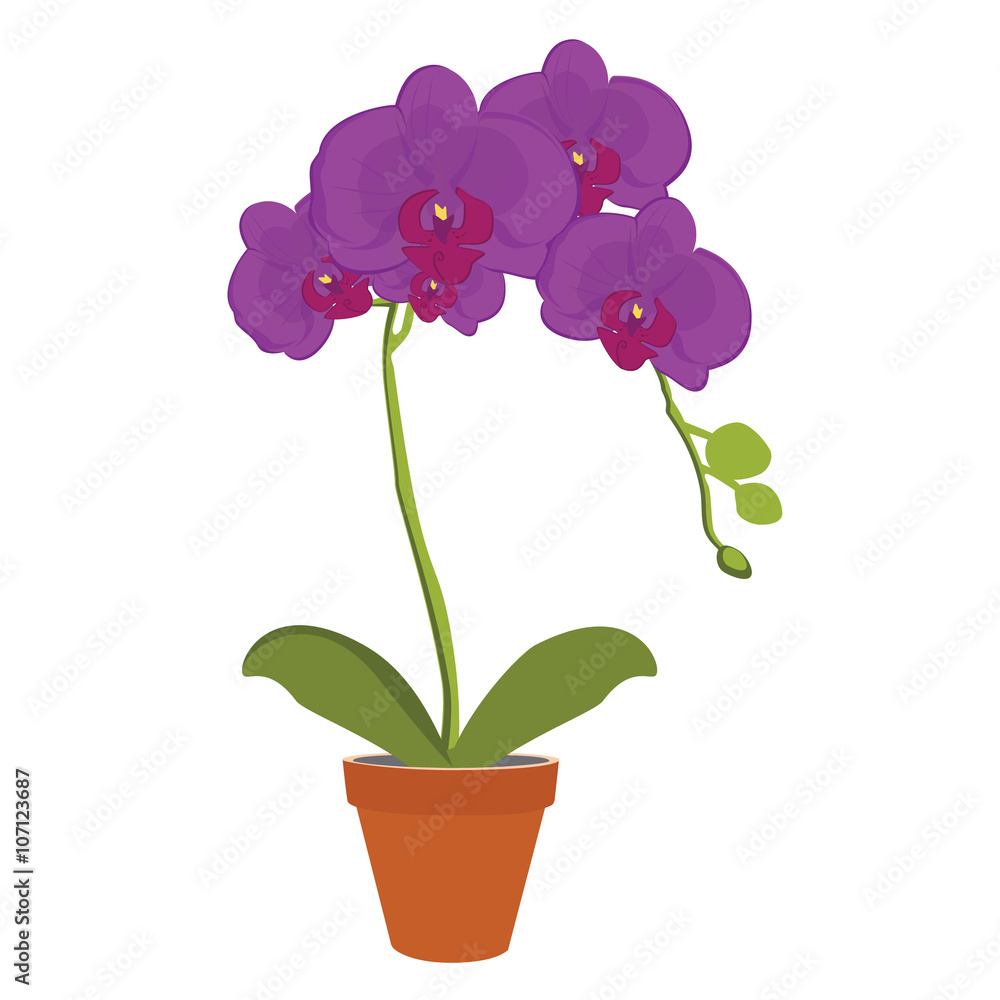 Exotic orchid flower Exotic orchid flower