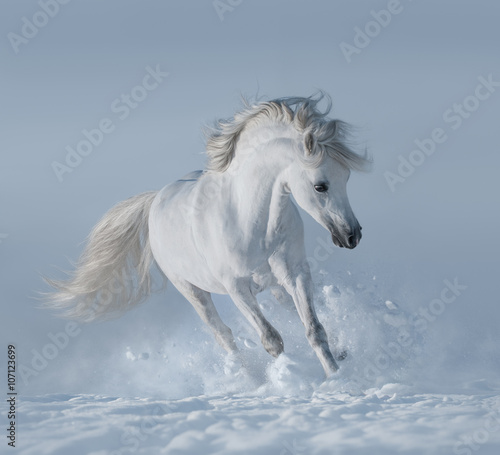 White stallion © Kseniya Abramova