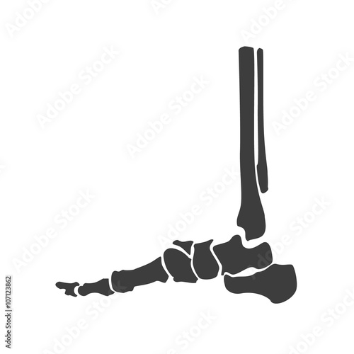Foot bone anatomy