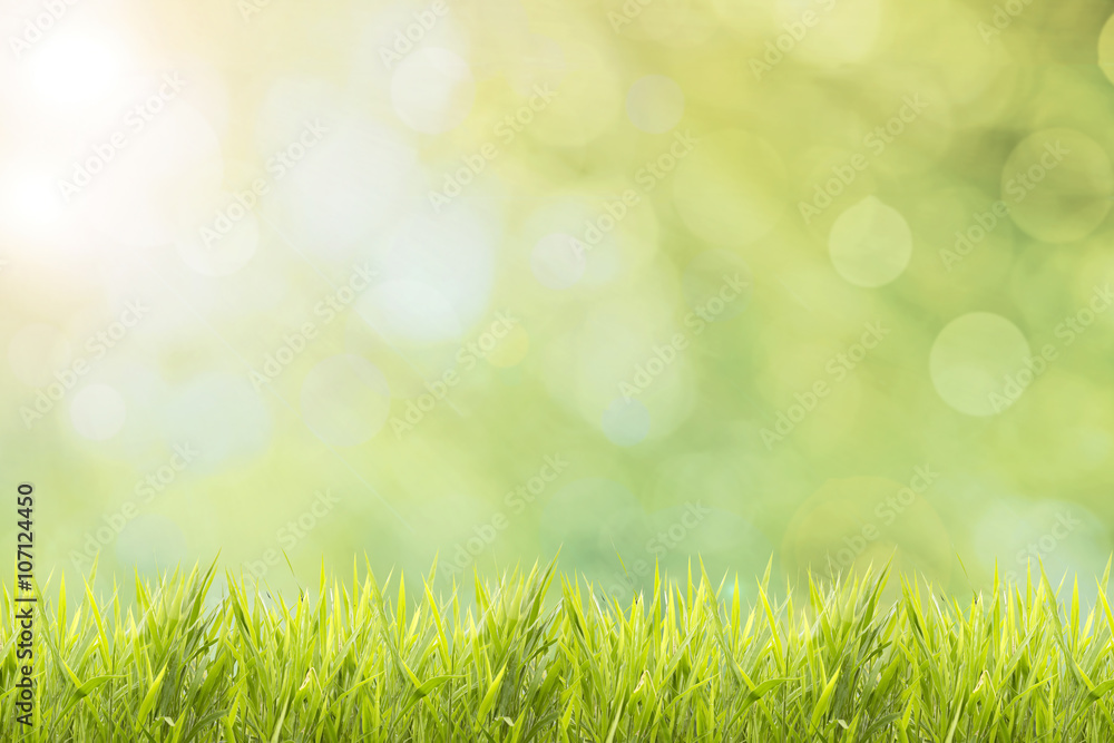 Spring or summer and abstract nature background with grass field Spring or summer and abstract nature background with grass field