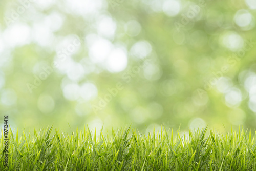 Spring or summer and abstract nature background with grass field