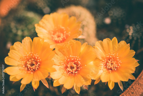 cactus flower Echinopsis