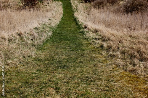 Footpath through the grassland