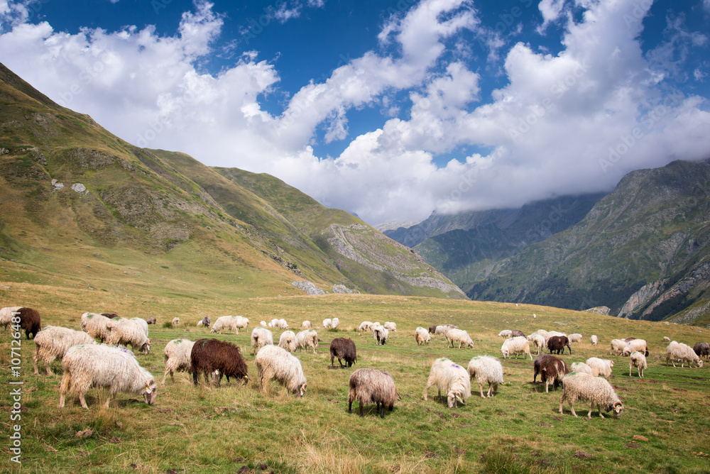 Herd of sheep grazing in the mountain near Pourtalet pass, Ossau valley in the Pyrenees, France