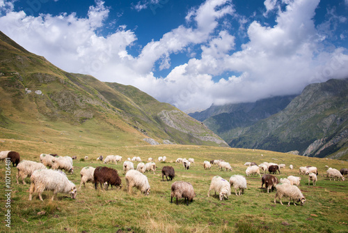 Herd of sheep grazing in the mountain near Pourtalet pass, Ossau valley in the Pyrenees, France