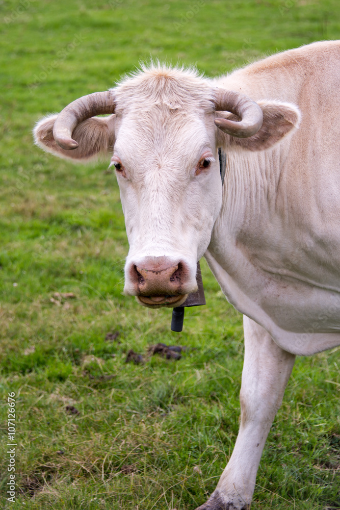 Portrait of a white Gasconne cow, France Portrait of a white Gasconne cow, France