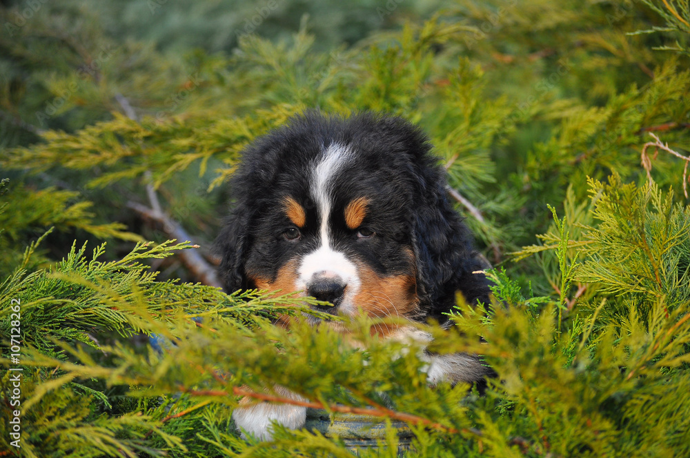 Small puppy hidden in pine landscape Small puppy hidden in pine landscape