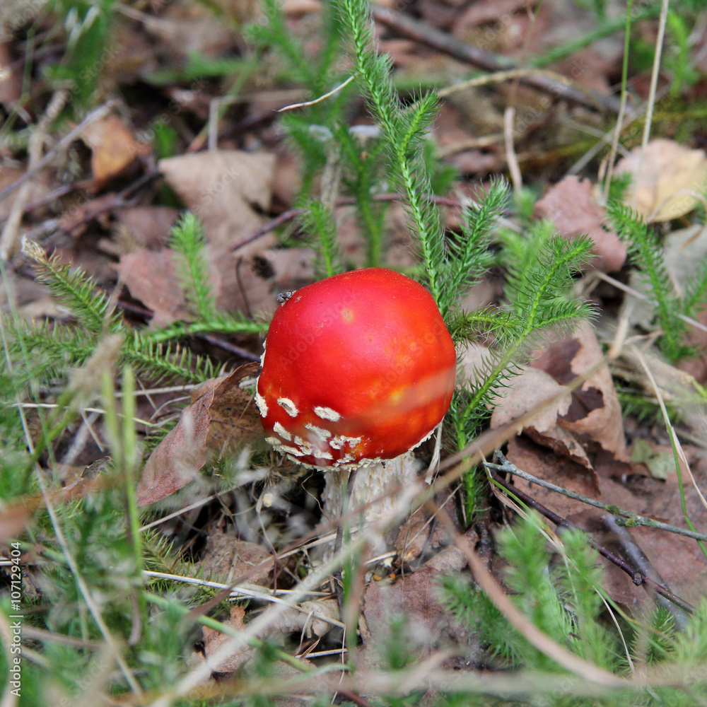 dangerous poison forest mushroom/Red dangerous poisonous amanita Mushroom forest dangerous poison forest mushroom/Red dangerous poisonous amanita Mushroom forest