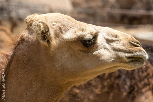 the portrait of Camels on the farm