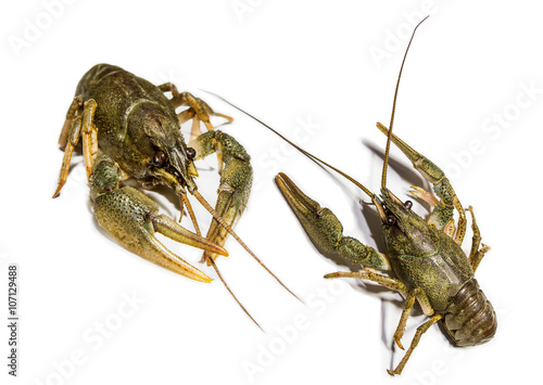 Collage of two alive river crawfish on white background