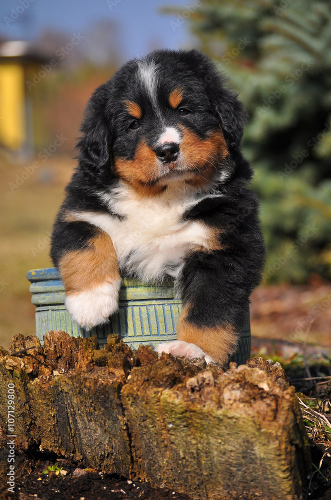 Serious puppy in a pot