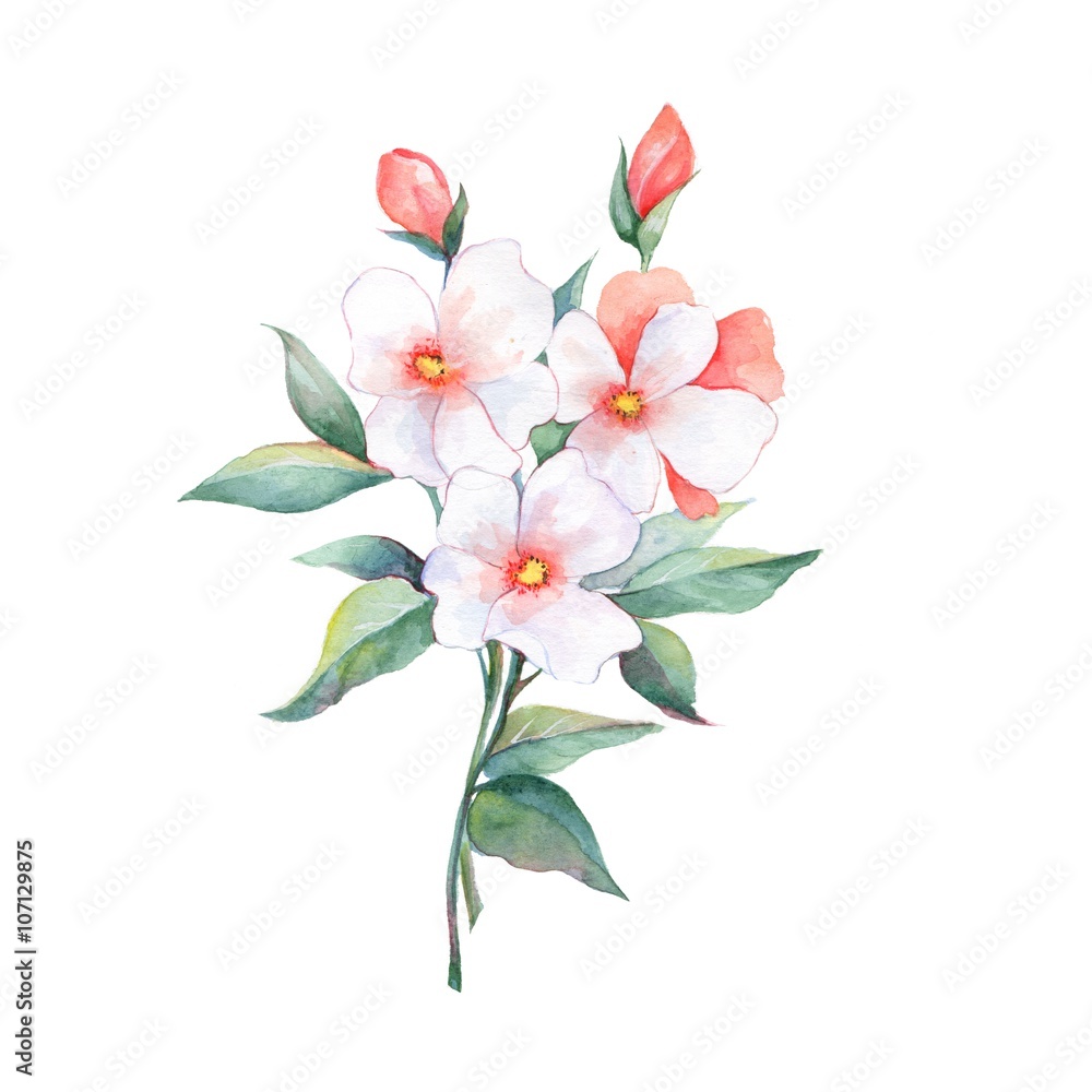 Fototapeta premium Bouquet of white flowers. Watercolor