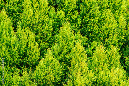 Thuja green texture natural background. close up.