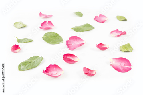Rose petals and leaves isolated on white background
