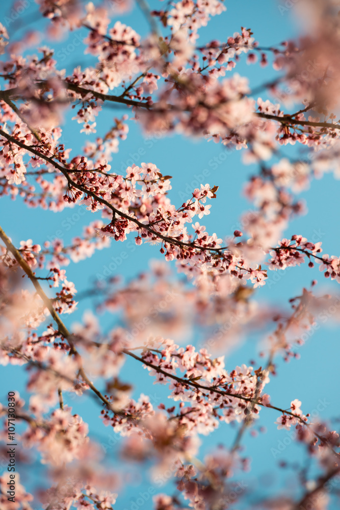 Blooming pink cherry tree branches with sky background vertical