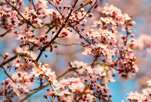 Fresh pink sakura blossom tree in the sun with soft focus