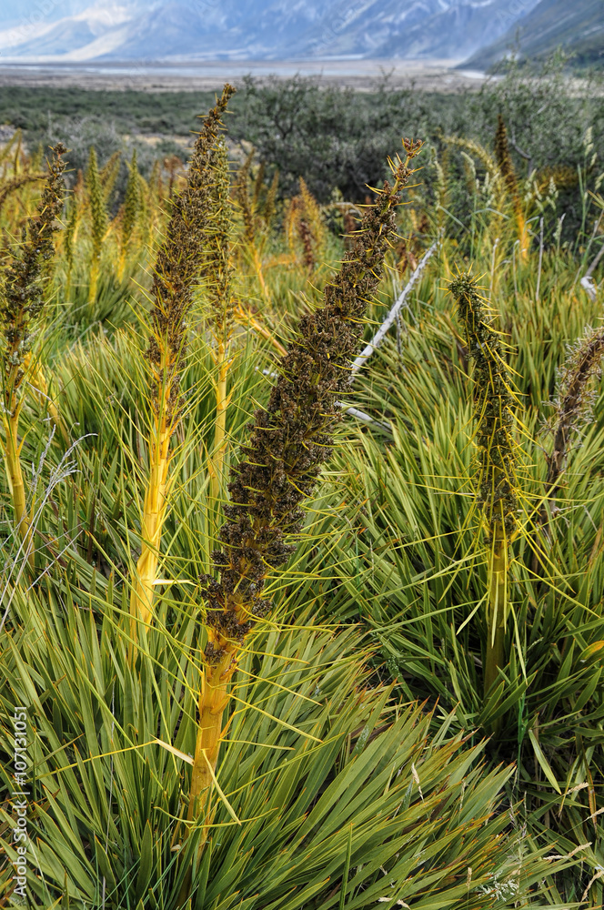 spiny spaniard in Mount Cook, New Zealand spiny spaniard in Mount Cook, New Zealand