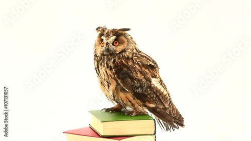 Wallpaper Mural look of an owl with closing of eyes Torontodigital.ca