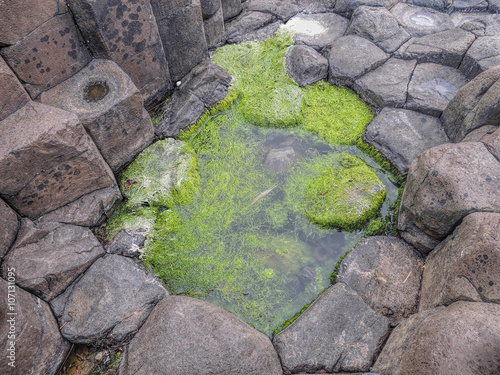 Moss covering stones in Giant's Causeway photo