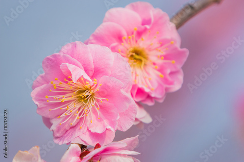 Pink flower ume blossoms.
