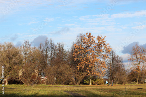 Autumn park trees bare © alexkich