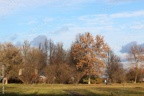 Autumn park trees bare