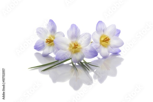 Crocus flowers