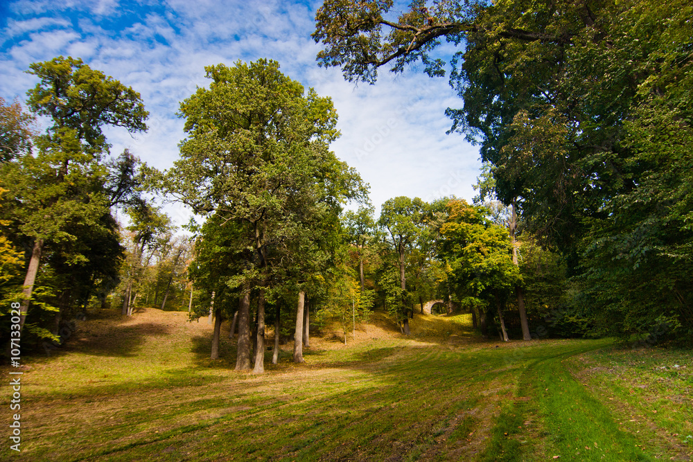 Obraz premium meadow in park