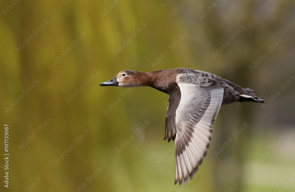 Obraz premium Common Pochard, Pochard, Aythya ferina
