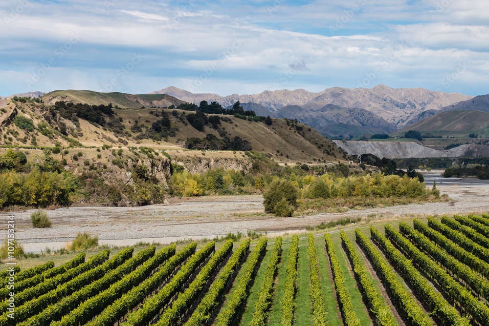 rows of grapevine near Awatere river in New Zealand