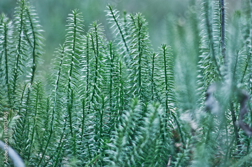 lycopodium