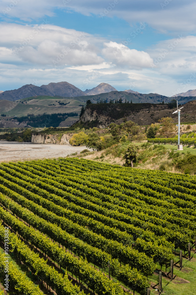 aerial view of vineyard