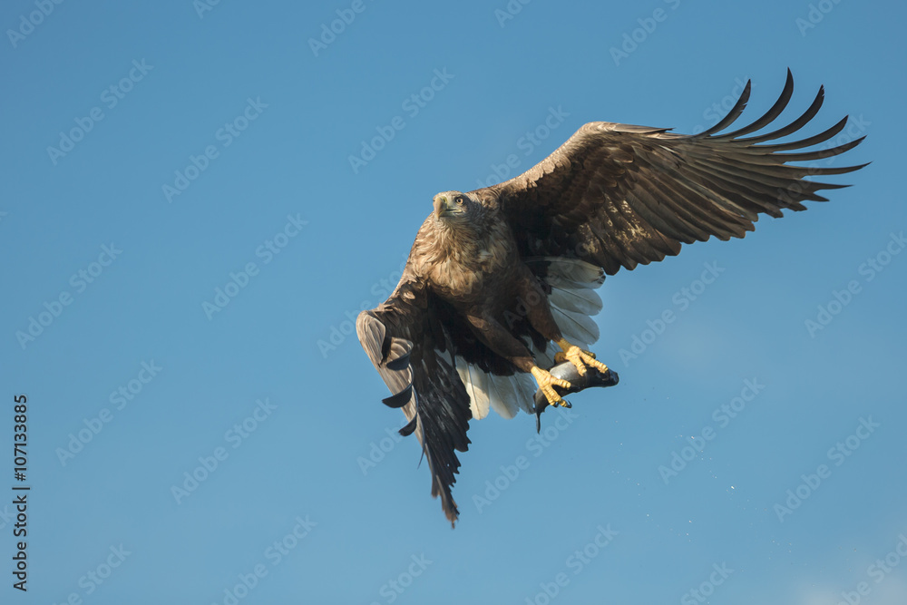 Obraz premium Hunting Eagle with Prey
