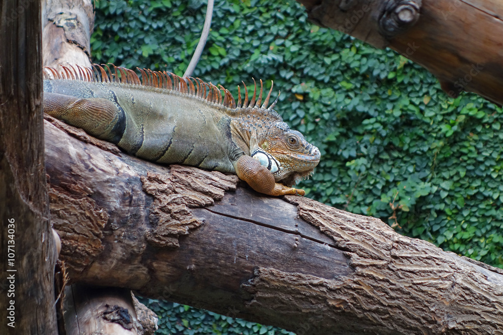 Fototapeta premium Iguane vert