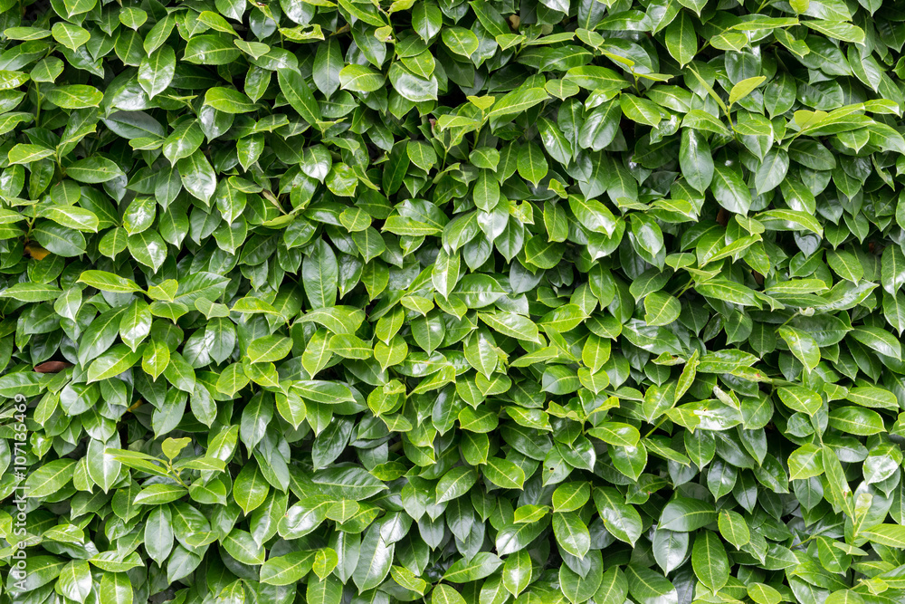 Fototapeta Zielone liście ściany tła