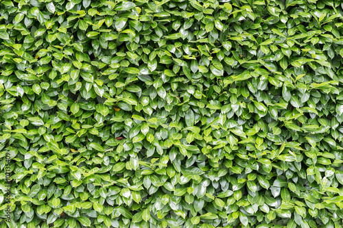Fototapeta Zielone liście ściany tła