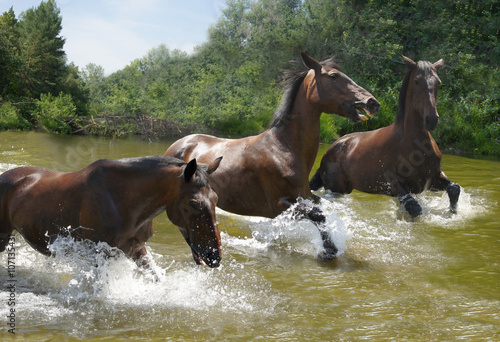 Fototapeta Naklejka Na Ścianę i Meble -  herd of horses galloping on the water