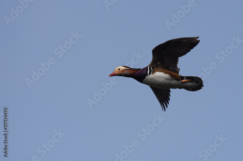 Vászonkép Mandarin Duck, Mandarin, Aix galericulata