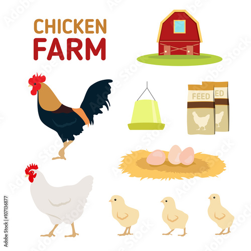 Chicken hen rooster egg feed and farm isolate on white background