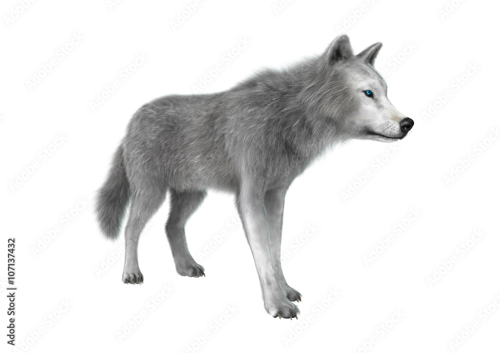 3D Illustration Polar Wolf on White 3D Illustration Polar Wolf on White