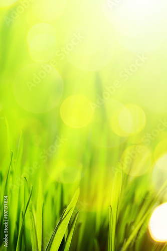 art abstract nature spring or summer background