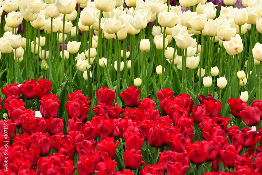 Obraz premium Białe i czerwone tulipany