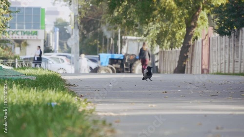 Wallpaper Mural crows on the street Torontodigital.ca
