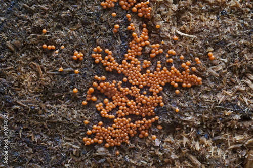 Photos Trichia botrytis slime mold (Trichia botrytis)