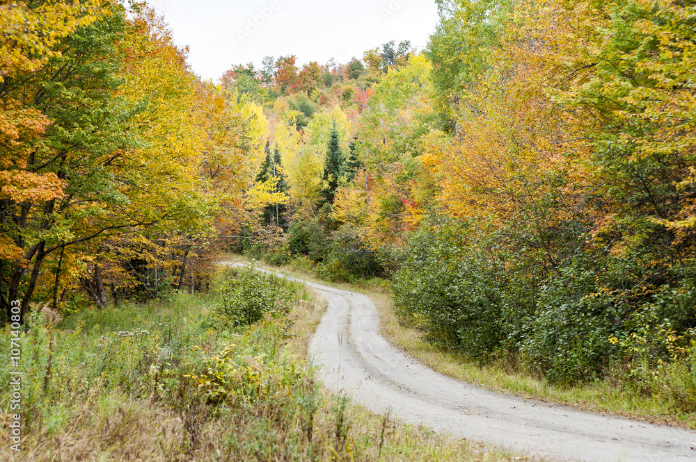Road curving through forest Road curving through forest