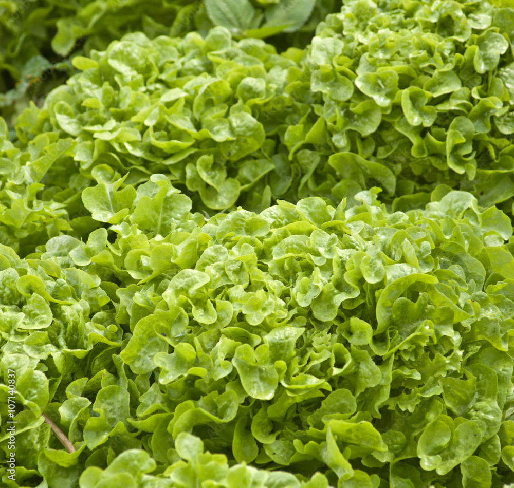 Breezy lettuce in the garden Breezy lettuce in the garden