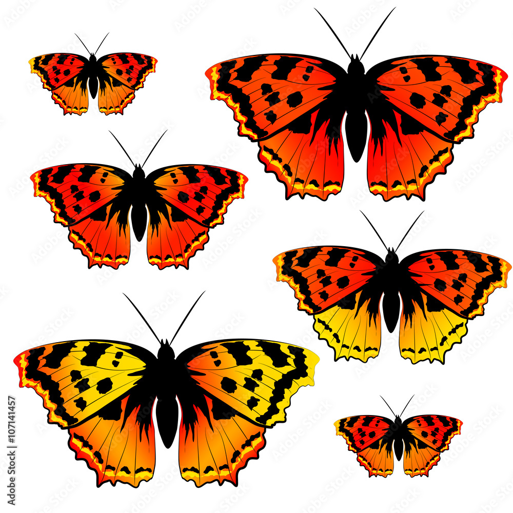 butterflies design butterflies design