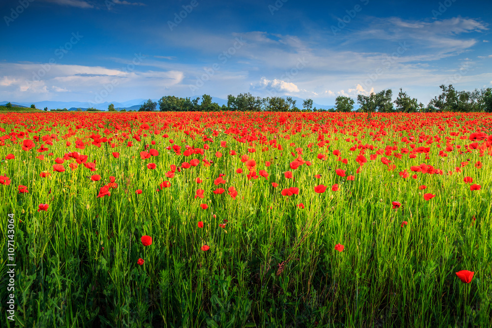 Beautiful summer landscape with red poppy field